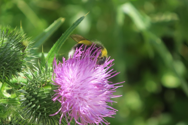insecte butine
