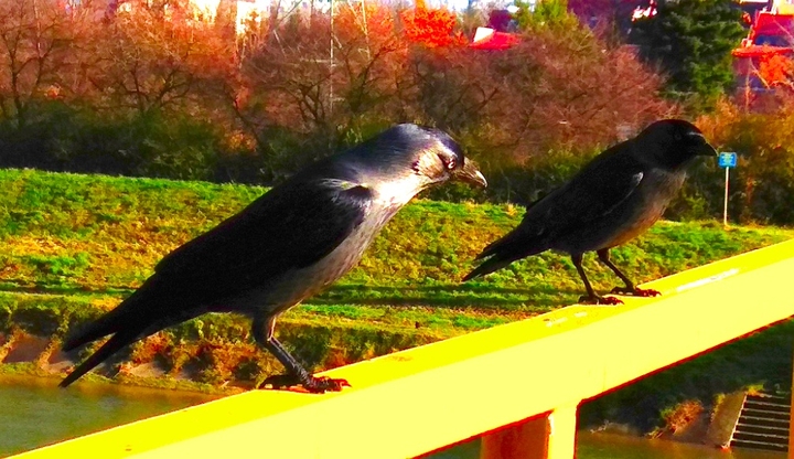 black birds