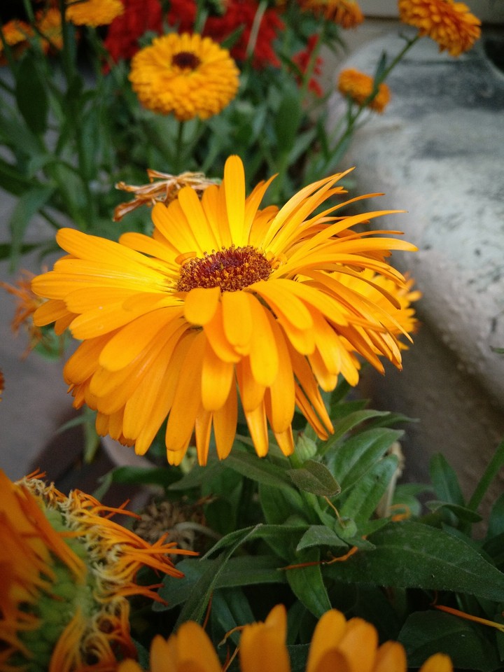 flower photography
