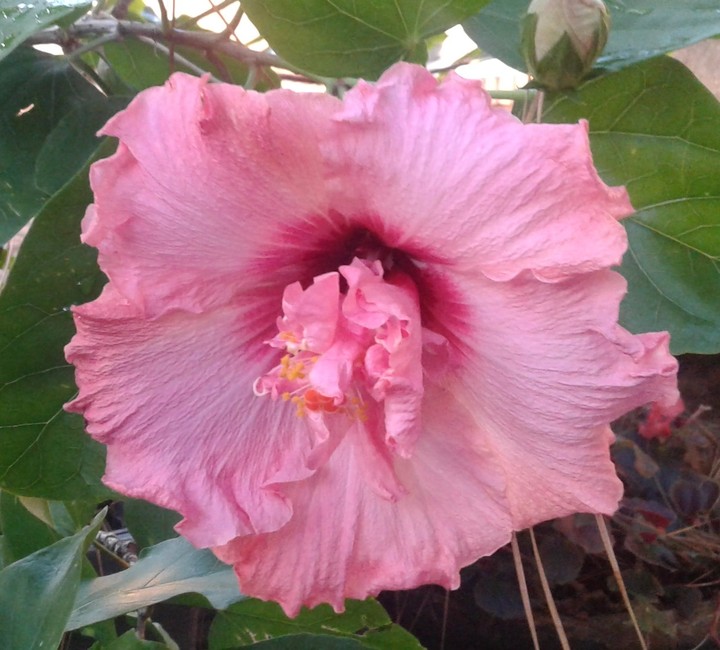 Mr. Pink flower