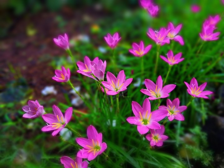 lilly