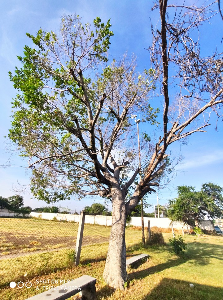 árbol.