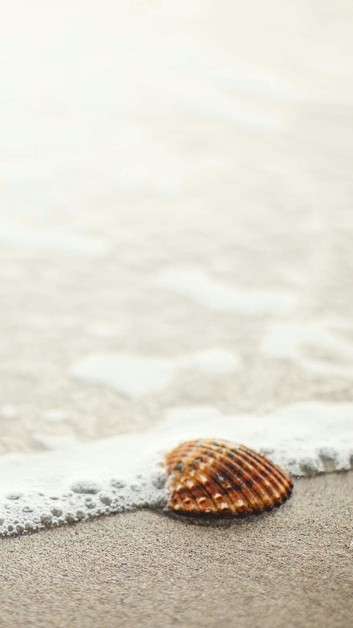 shore
