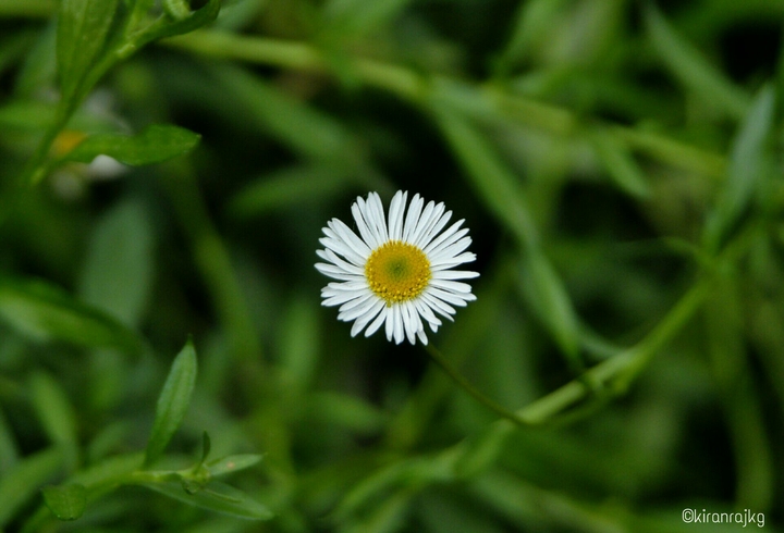 Cute Little Flowers