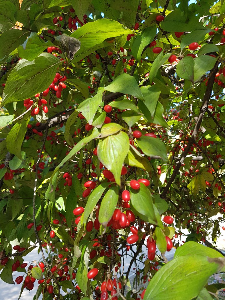 cornus fruit