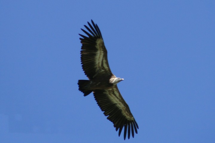vulture
