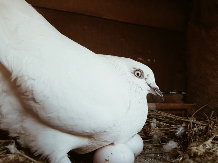 animal