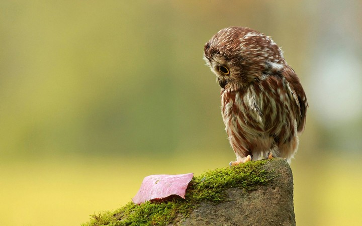 owl