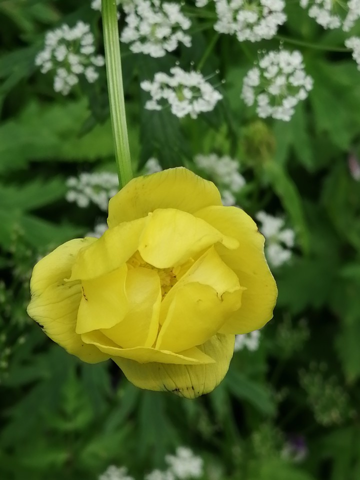 ranuncolo giallo