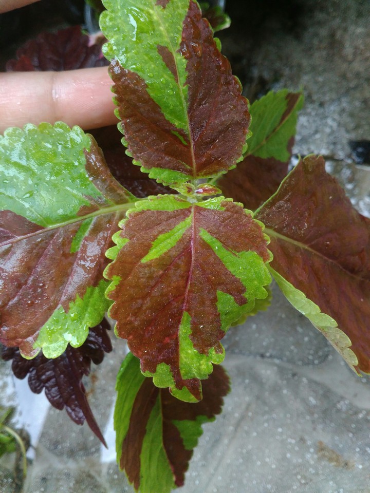 coleus