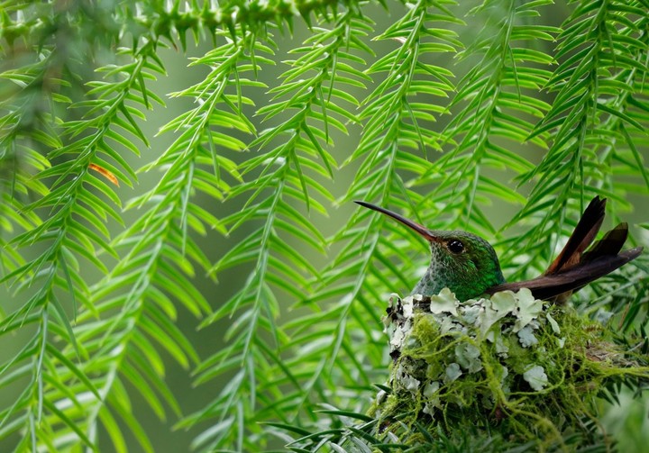 Birds