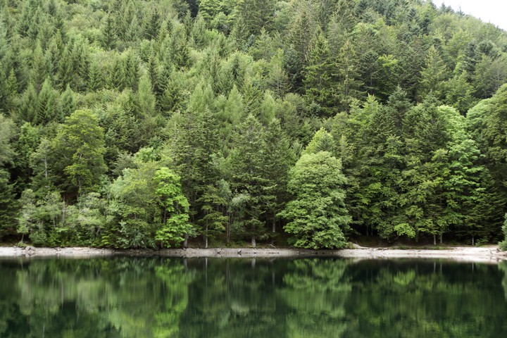Lake in the forest