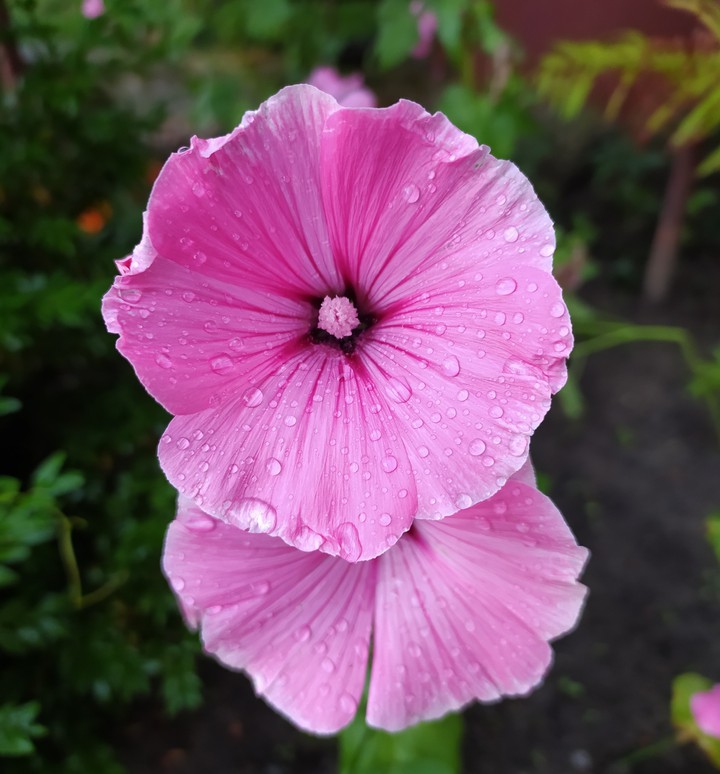 Pink flowers and rainy day