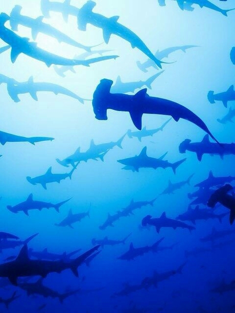 sea