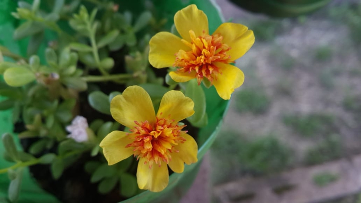 yellow flowers