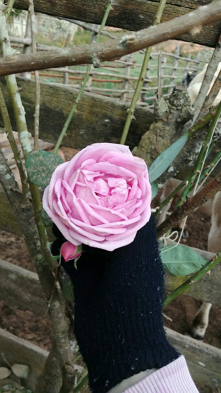 rose