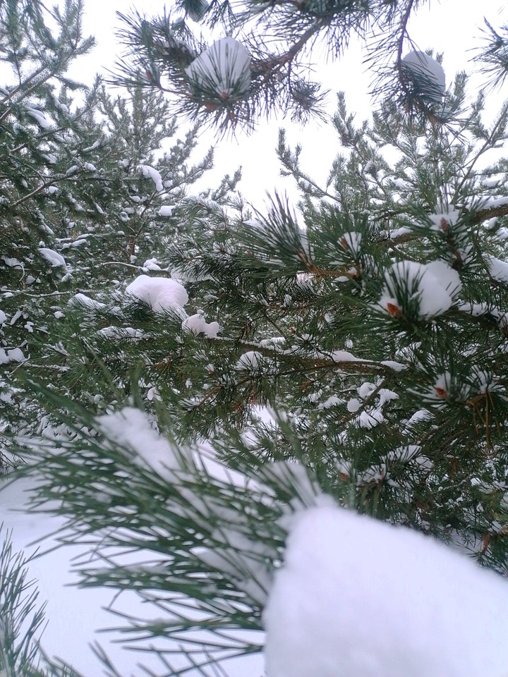 fir tree
