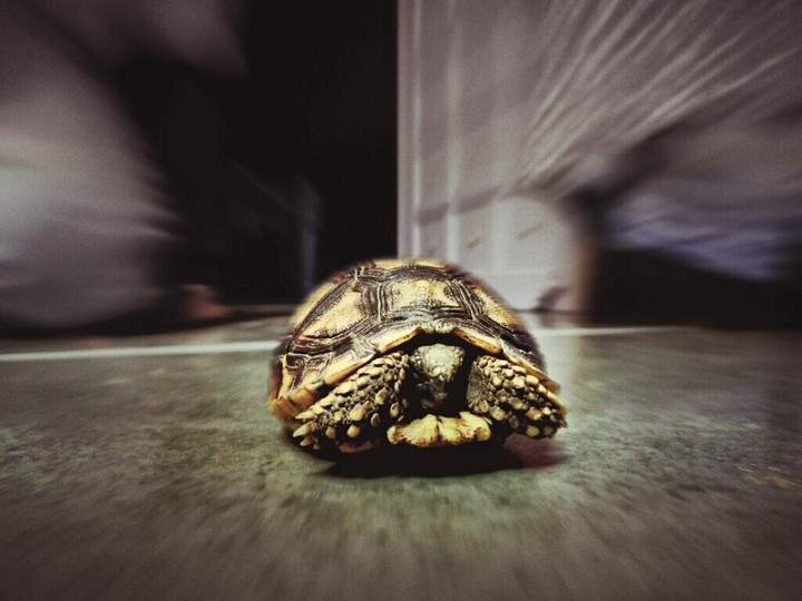 TURTLE MY LIFE
