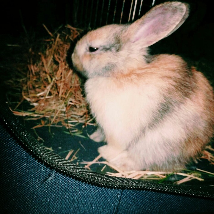 Harleybunbun baby