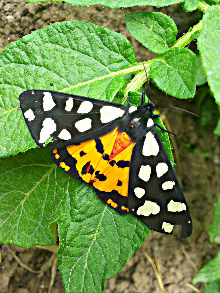Beautiful butterfly