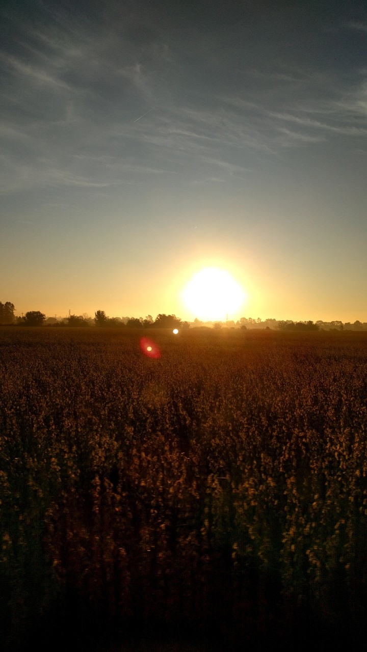 Sun over a field