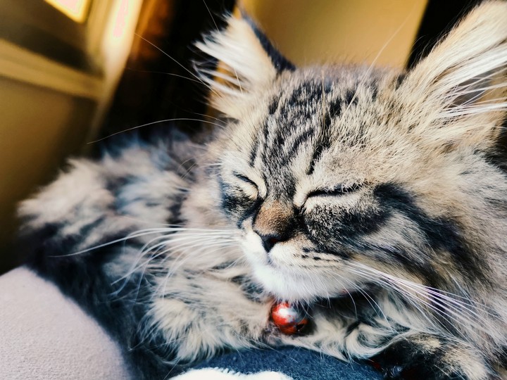 Leo