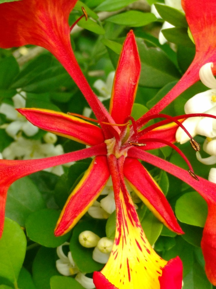 flores
