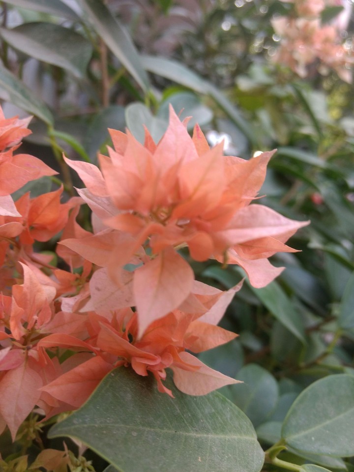 beauty of nature - unique flowers