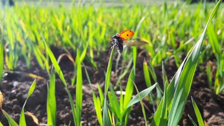 goodbye miss Ladybug