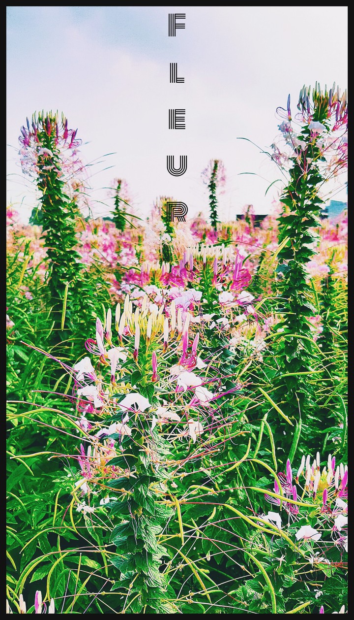 album fleur