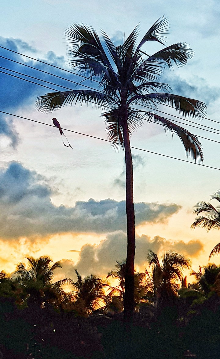 morning bird