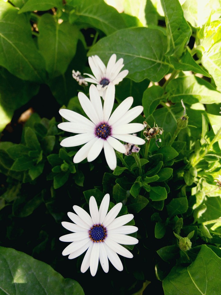 White and purple harmony