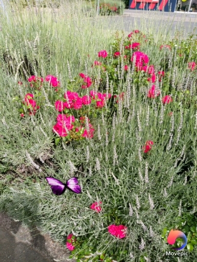 Lavendel trifft Rose