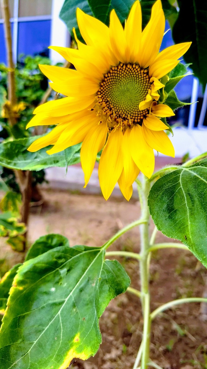 Sunflower 