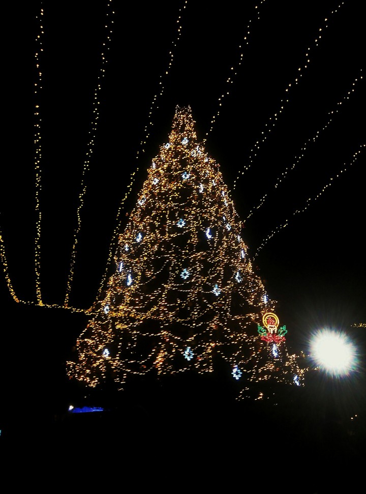 tree