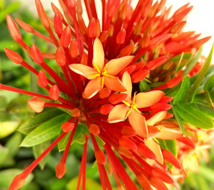 Red flowers