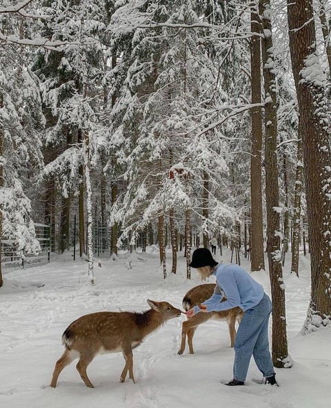 Deer, Winter, Snow