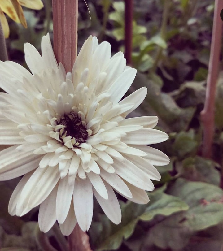 bloom