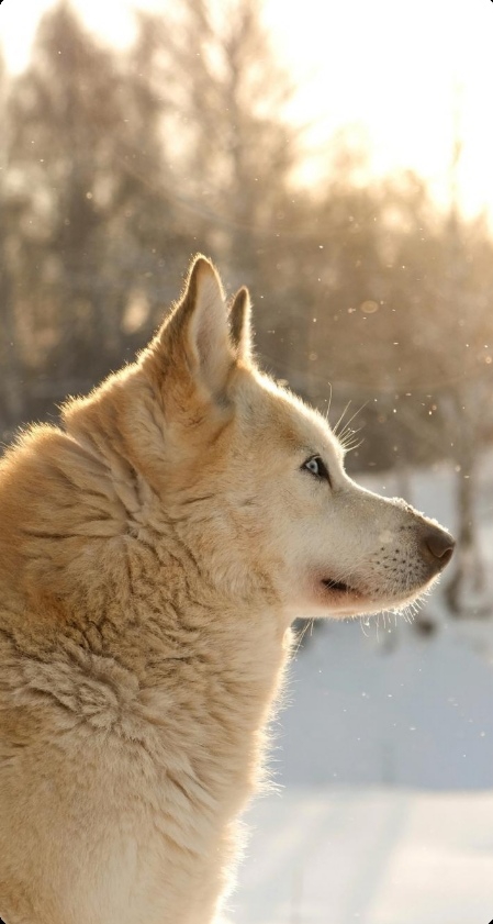 Husky