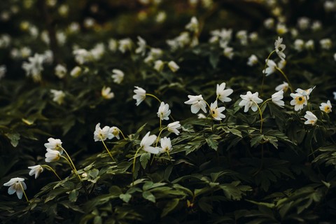 обои flower, pedicel