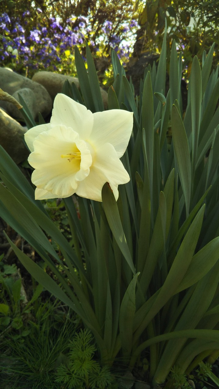 Daffodils