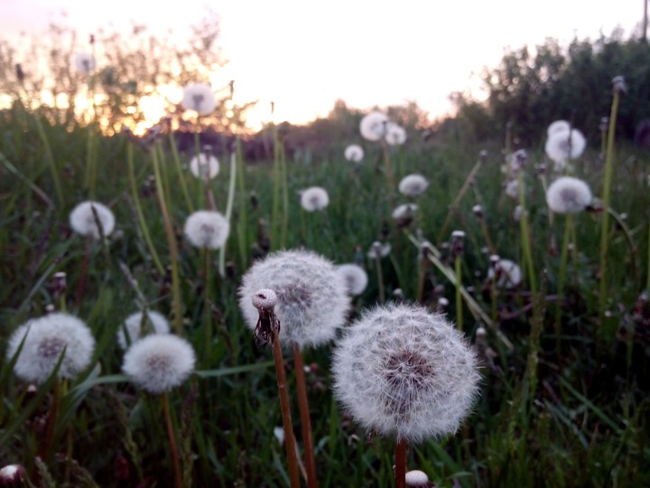 Dandelions