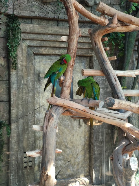 parrots