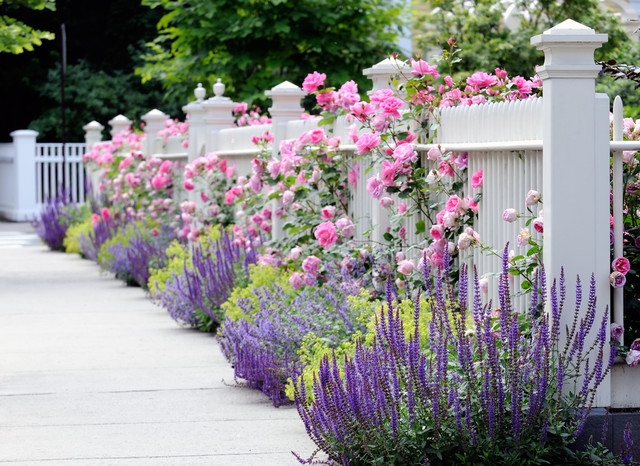 rose garden