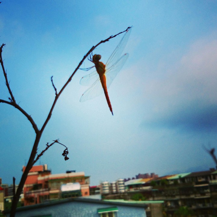 清晨的蜻蜓