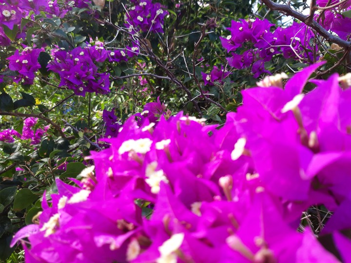 flora