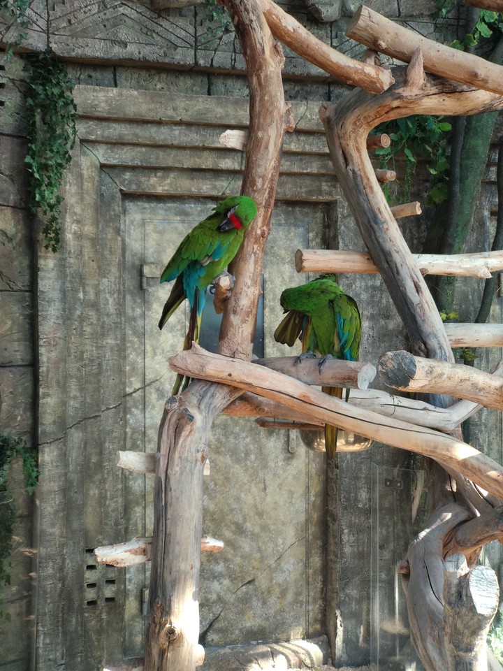 parrots