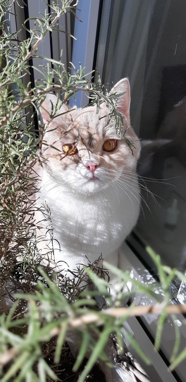 Katze