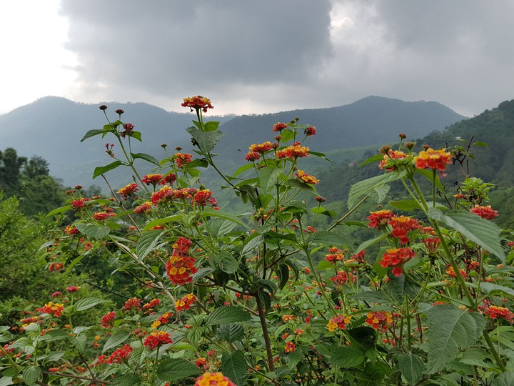 kullu