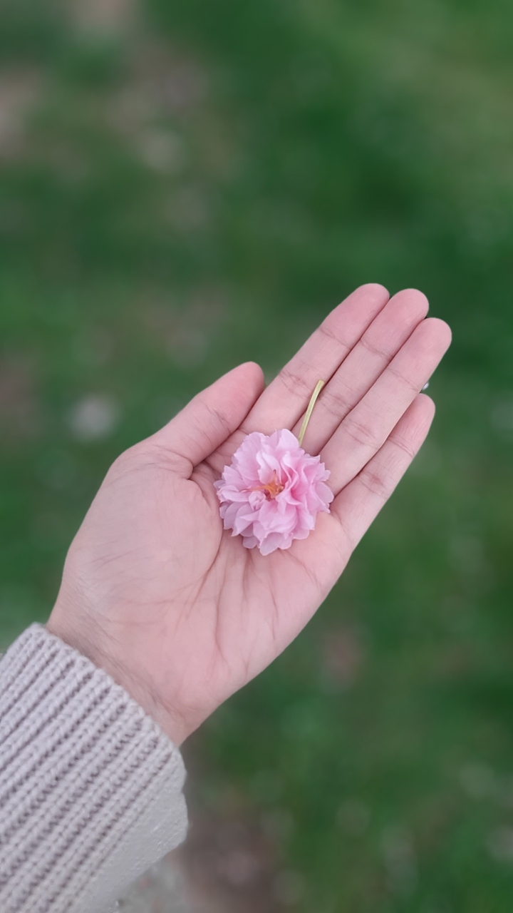 Cherry Blossom